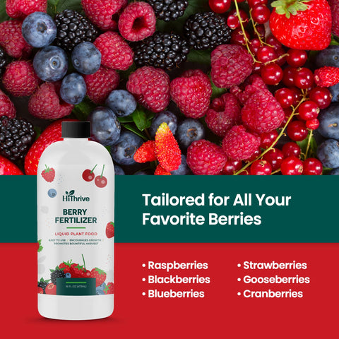 HiThrive Berry Fertilizer harvest-ready berries show possible flavor and size improvements.