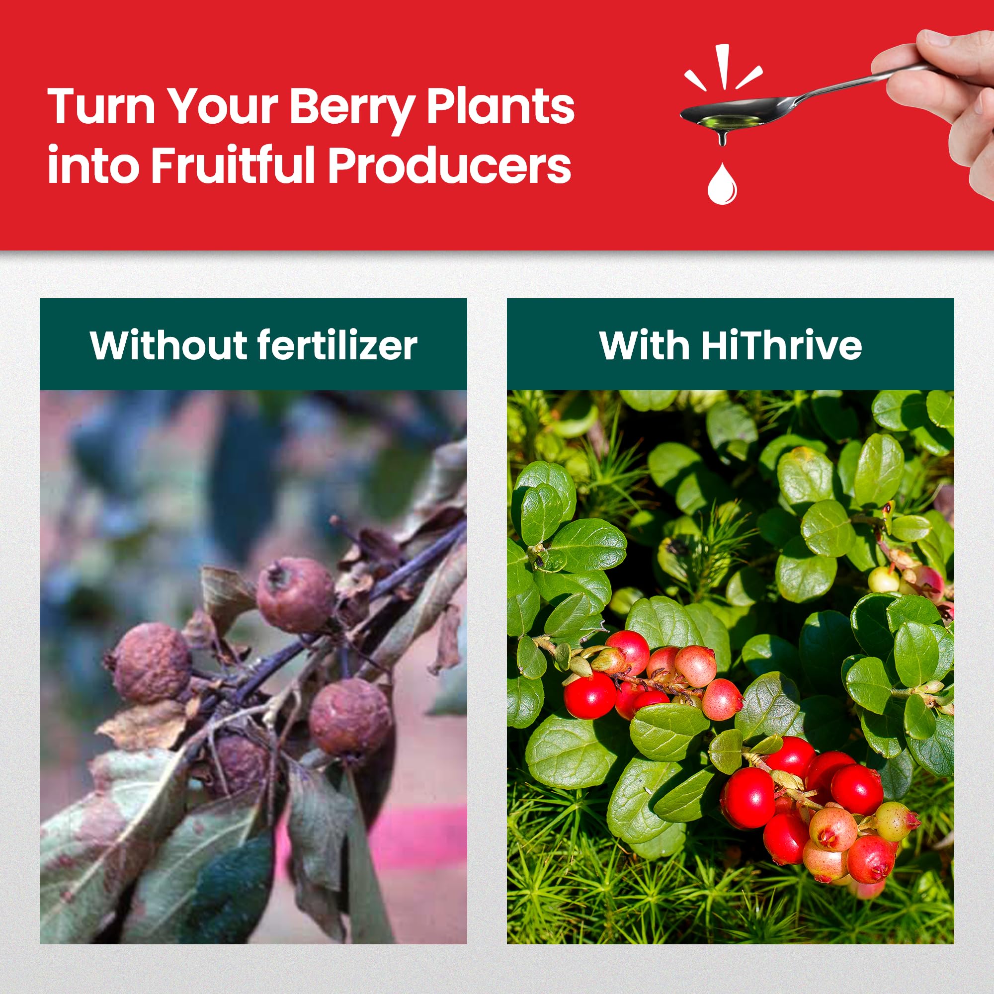 HiThrive Berry Fertilizer application scene with healthy, thriving plants