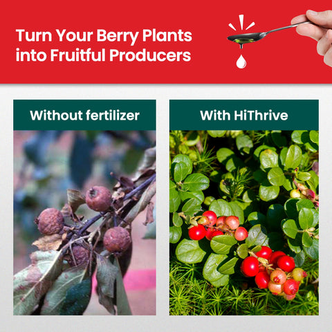 HiThrive Berry Fertilizer application scene with healthy, thriving plants