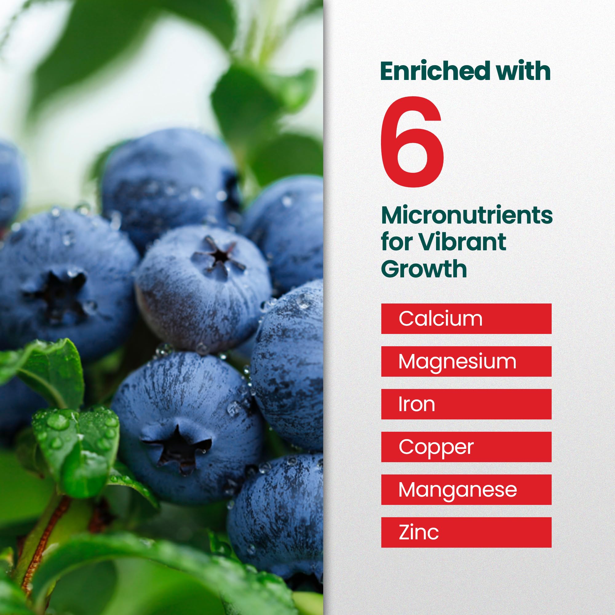 HiThrive Berry Fertilizer root growth close-up demonstrating strong roots