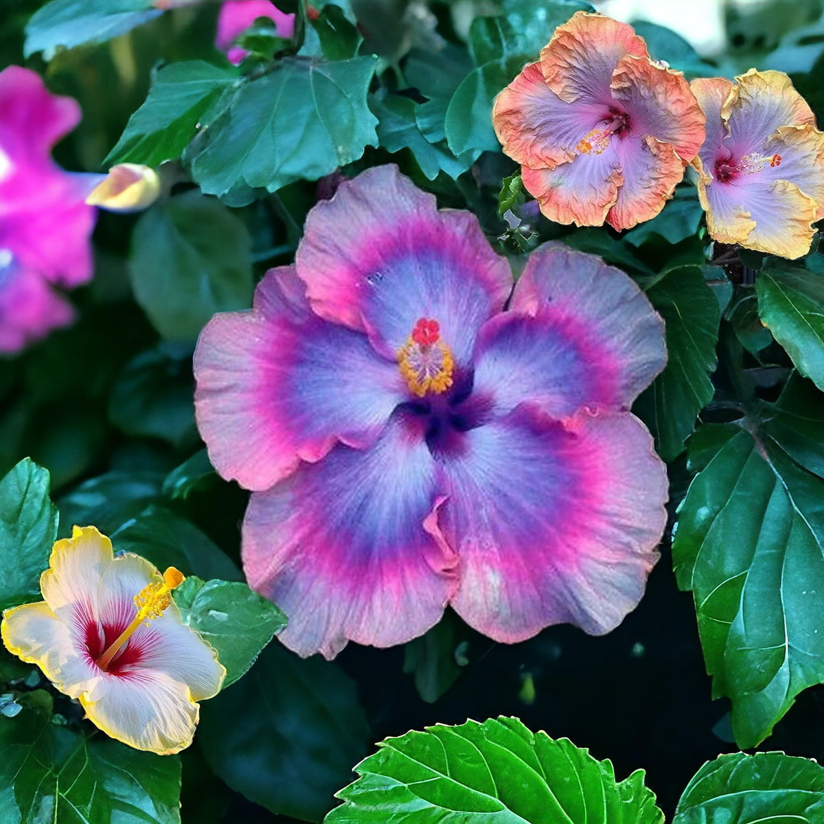 Giant hibiscus seeds 30pc mix colors for sunny borders