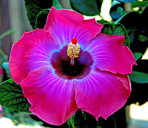 Hibiscus seeds for beds borders and containers thrive