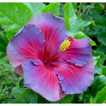 Easy grow hibiscus seeds with clear planting instructions
