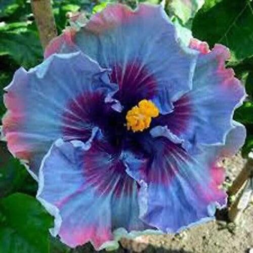 Flourishing hibiscus garden with colorful giant blooms
