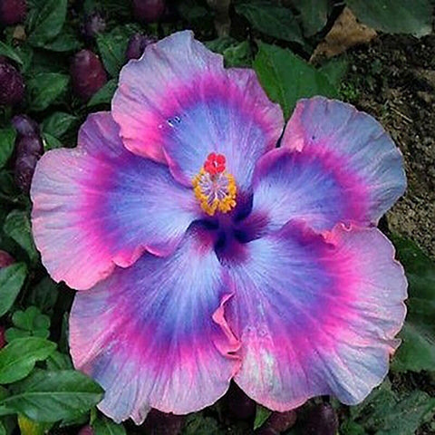 Gift pack of hibiscus seeds for gardening enthusiasts