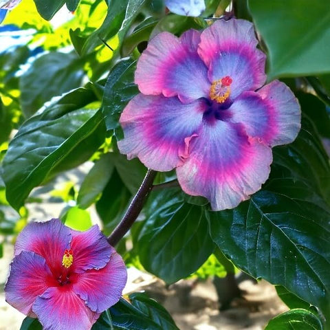 Non-GMO heirloom hibiscus seeds authentic garden variety