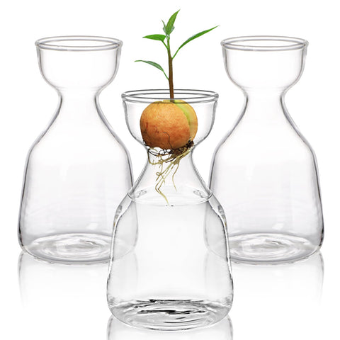 Hiceeden avocado seed starter vase 3-pack showcases compact glass planters for easy germination.