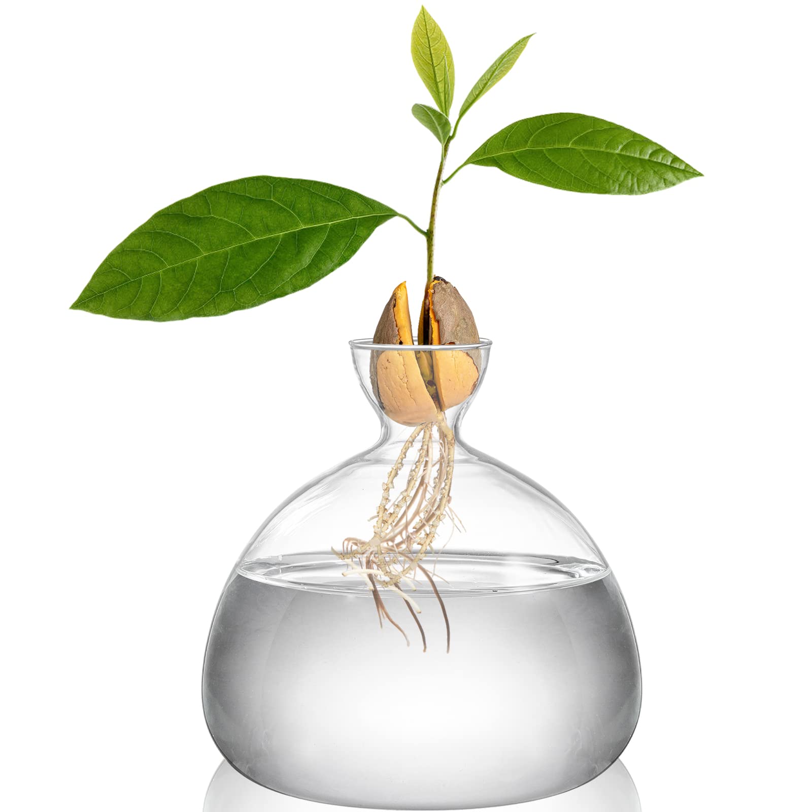 Hiceeden avocado seed starter vase—clear glass for watching seed germination indoors.