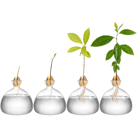 Hiceeden avocado seed starter vase—high borosilicate glass for durability and clarity.