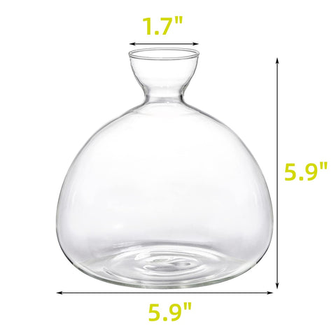 Hiceeden avocado seed starter vase with a 1.7-inch mouth for easy seed placement.