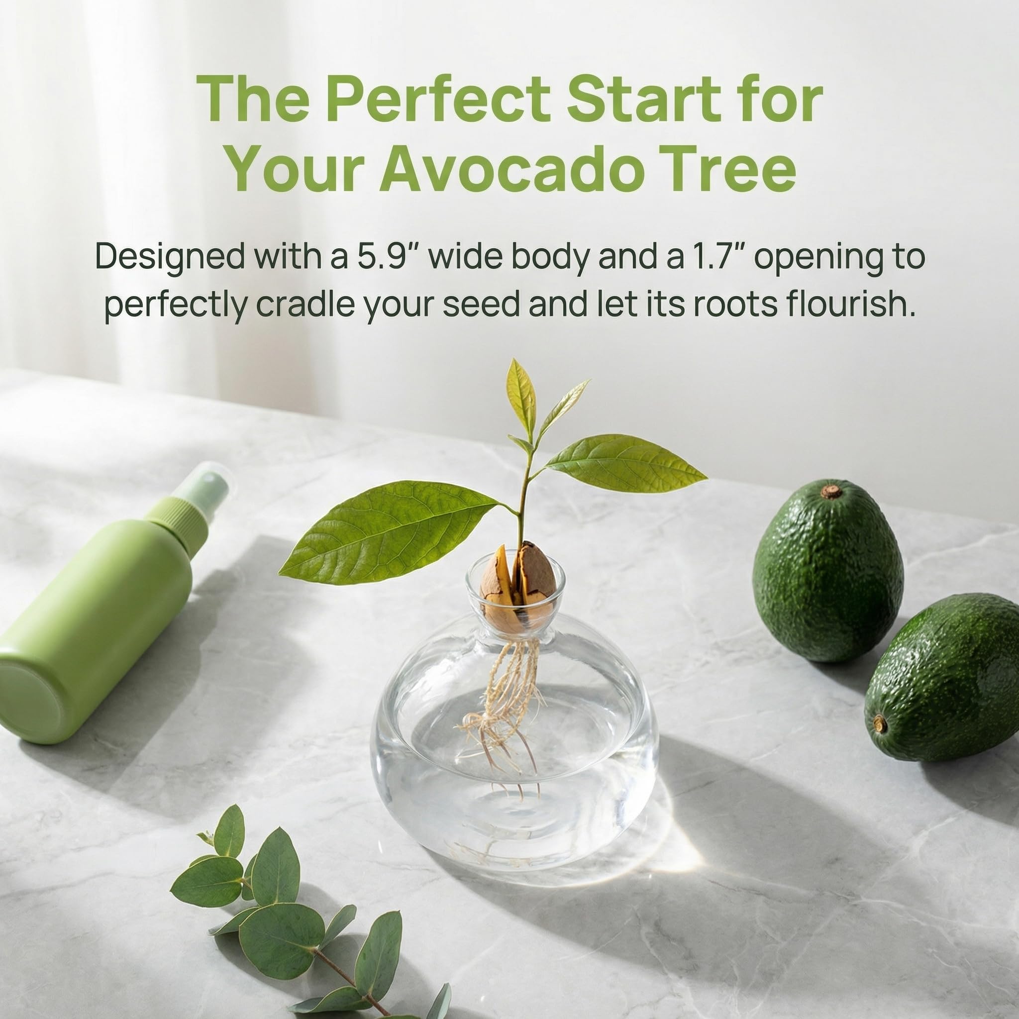 Hiceeden avocado seed starter vase—elegant ornamental gift for plant lovers.