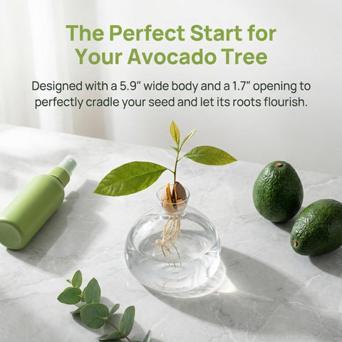 Hiceeden avocado seed starter vase—elegant ornamental gift for plant lovers.