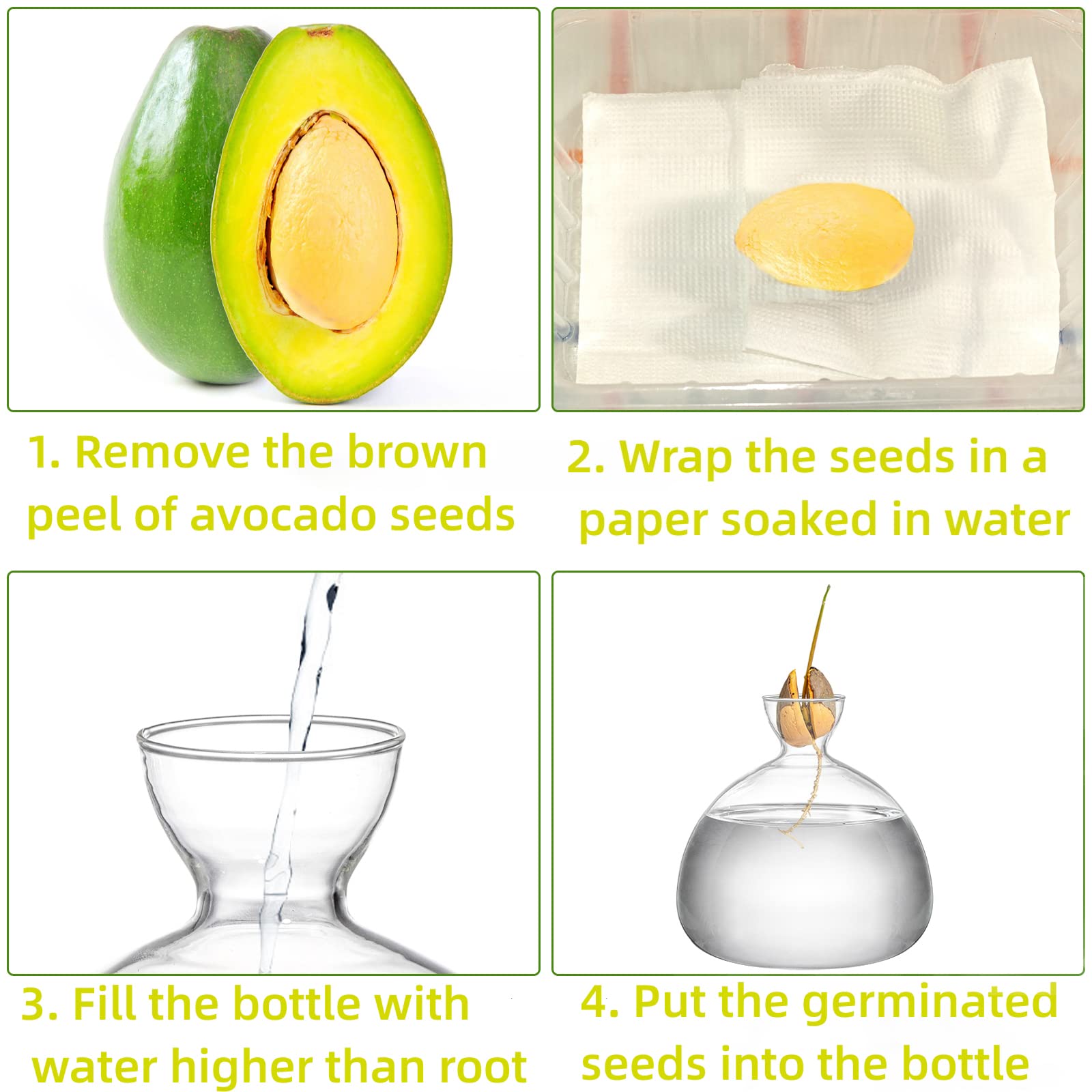 Hiceeden avocado seed starter vase shows roots and shoots through a transparent body.