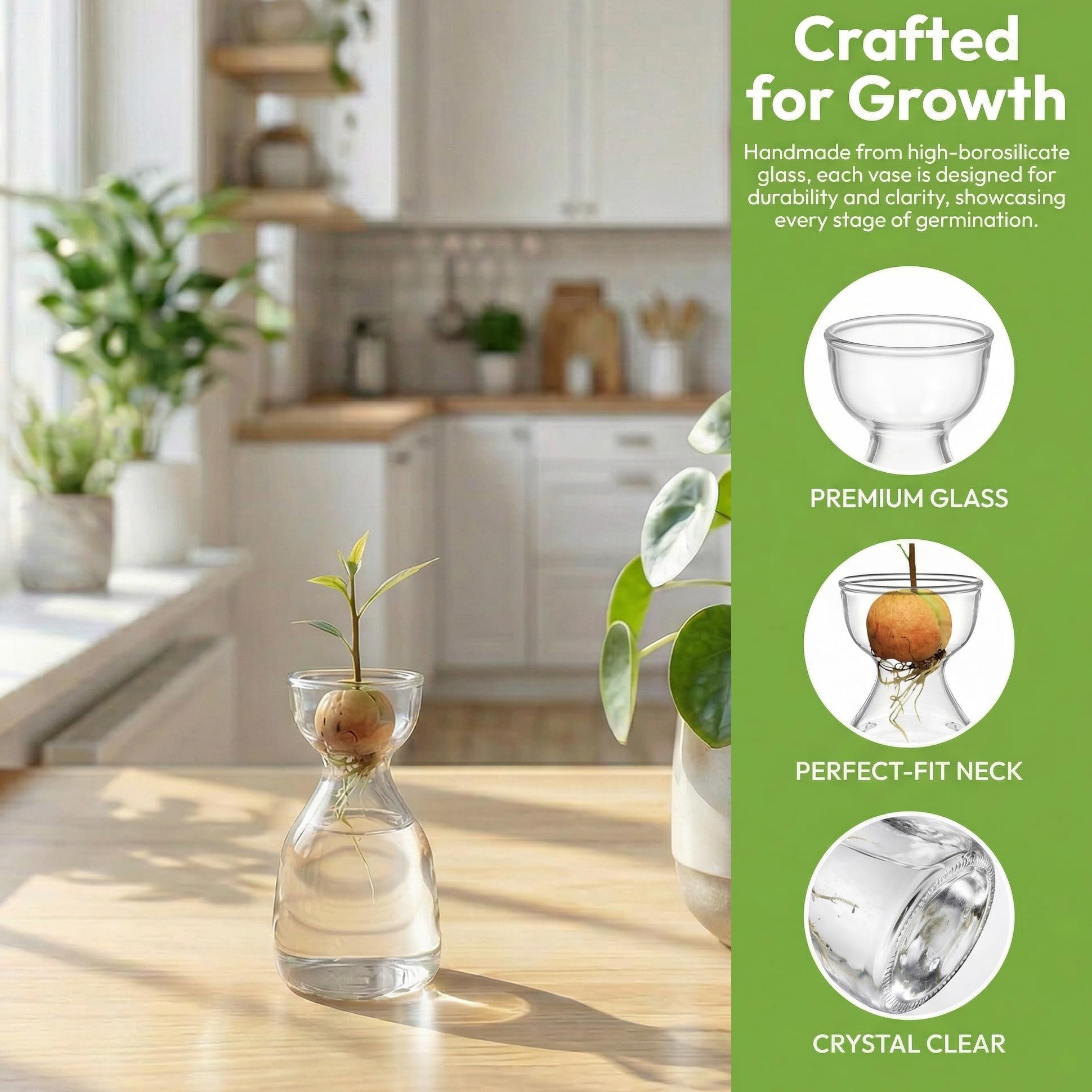 Hiceeden clear-transparent-vase-observe-growth allows viewing root and seed progress at a glance.