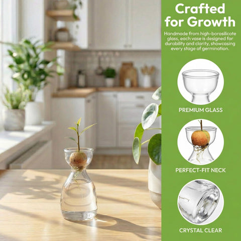 Hiceeden clear-transparent-vase-observe-growth allows viewing root and seed progress at a glance.