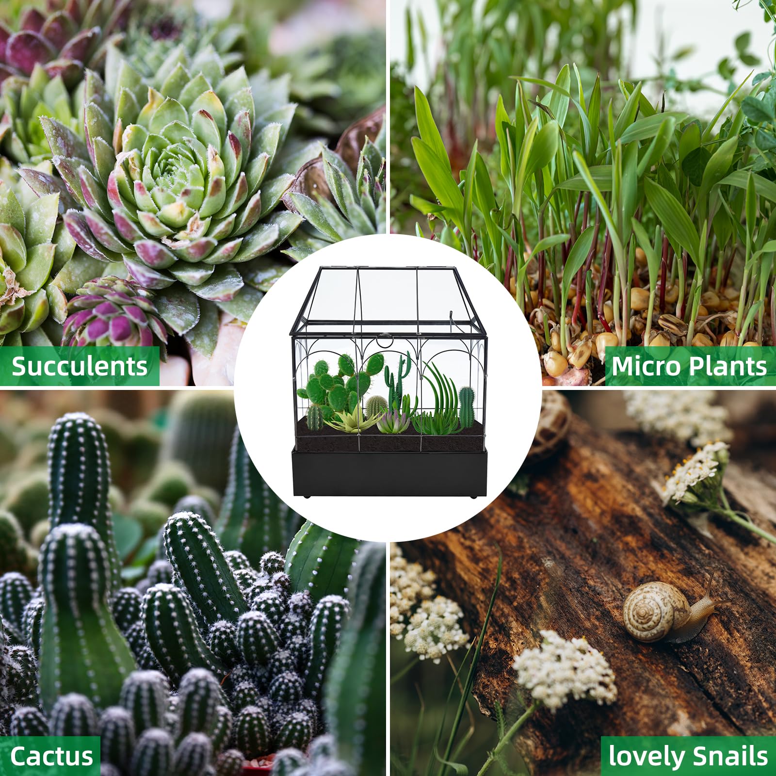 HighFree tabletop terrarium serves as a striking centerpiece for homes or events.