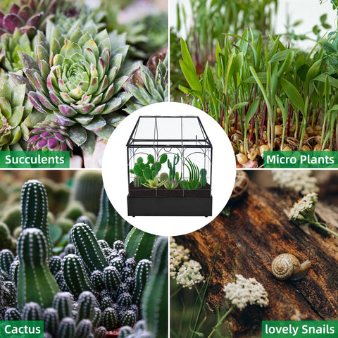 HighFree tabletop terrarium serves as a striking centerpiece for homes or events.