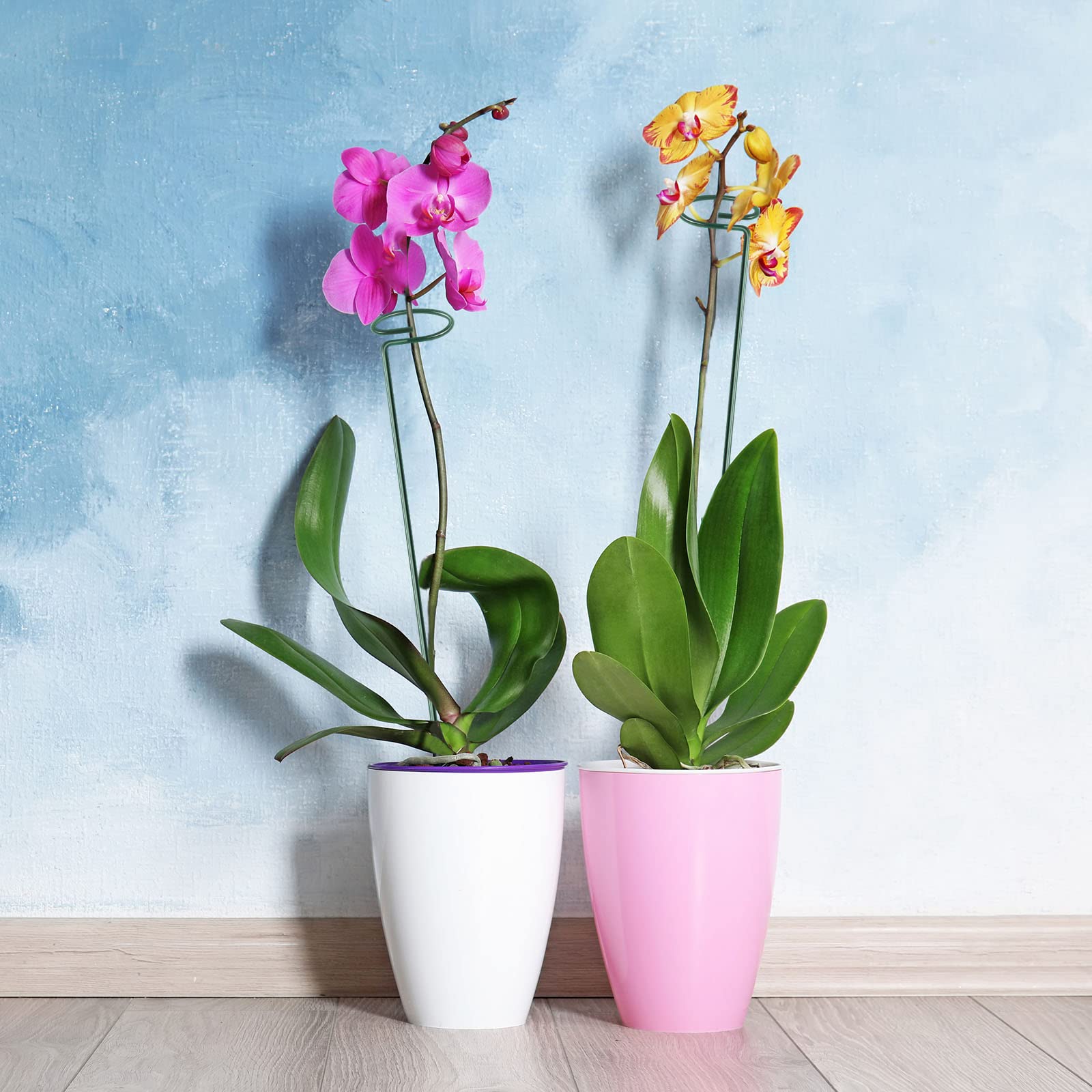 HiGift amaryllis, roses and tomato support in a single stake setup