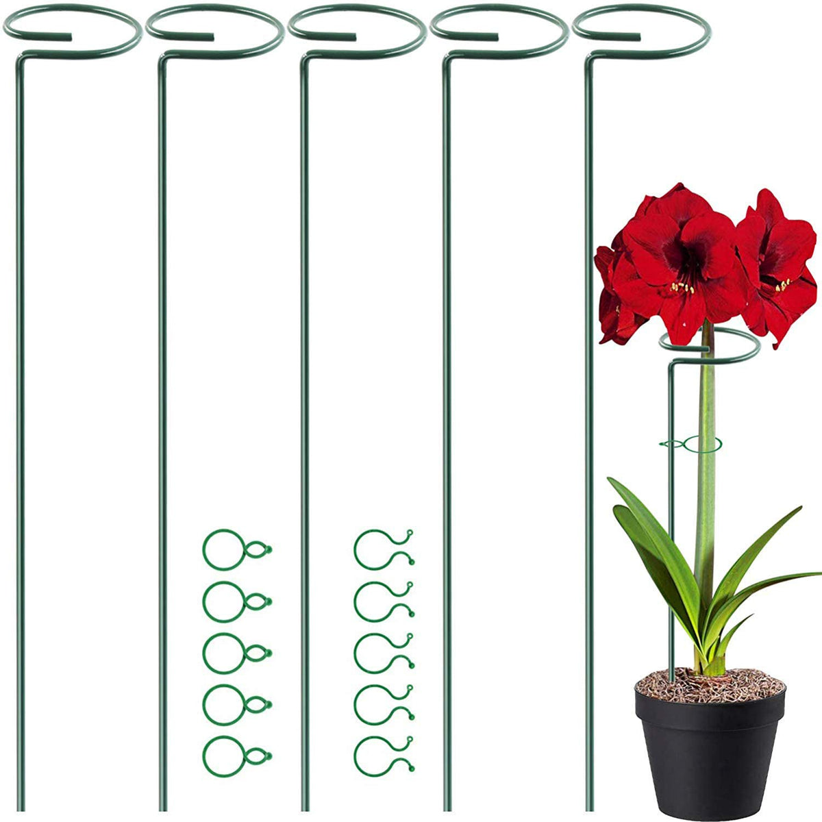 HiGift 17-inch plant support stake keeps amaryllis stems upright for a tidy display.