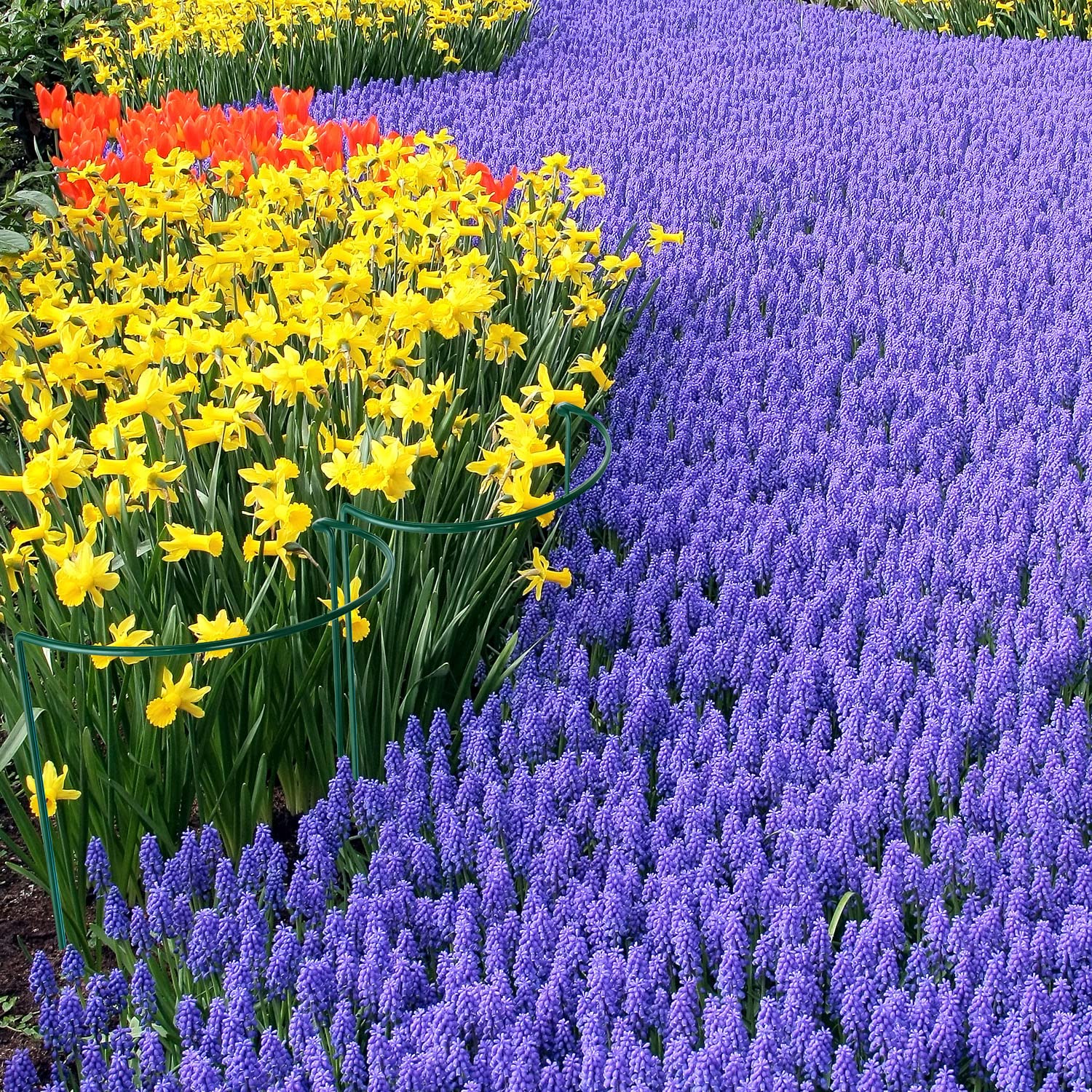 HiGift weather-resistant iron stakes endure sun and rain for long-lasting use.