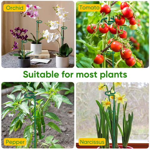 HiGift versatile stake protects roses, lilies, and tomatoes with reliable support.
