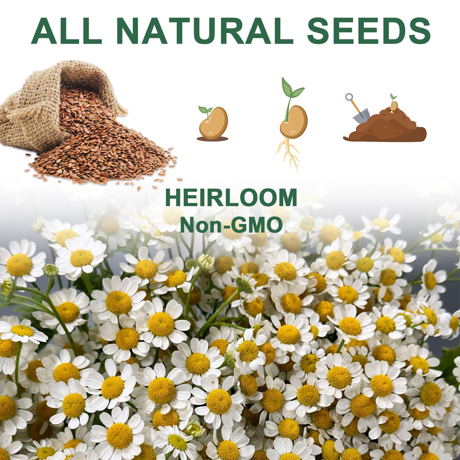 HiHOYA A&B plant food provides odorless fertilizer for seedlings.