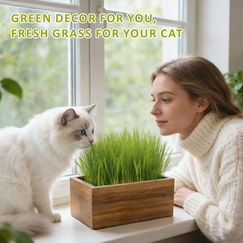 HiHOYA bonus cat gifts provide fun while sprouts form.