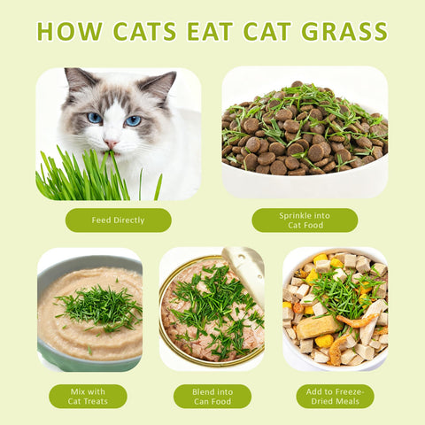 HiHOYA scissors ensure clean trimming of fresh cat grass.