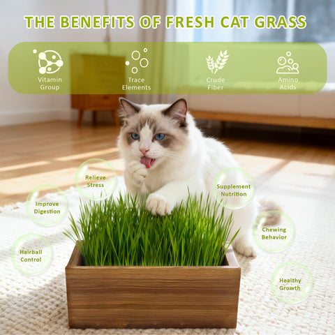 HiHOYA cat grass seeds pack for reliable indoor germination.