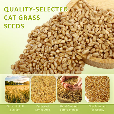 HiHOYA wheatgrass harvest-ready kit for year-round indoor greens.