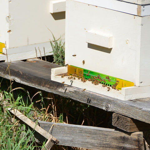 HIMO 14.76-inch length fits standard hive openings for versatile use.