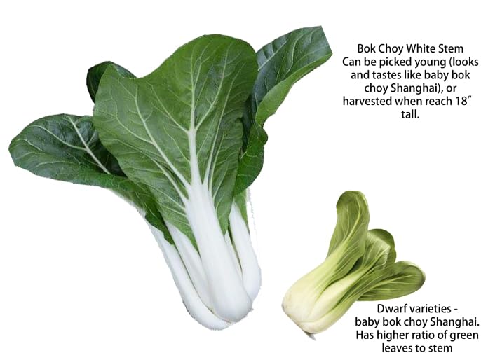 HipGirl bok choy leaves close up show mild flavor and crisp texture