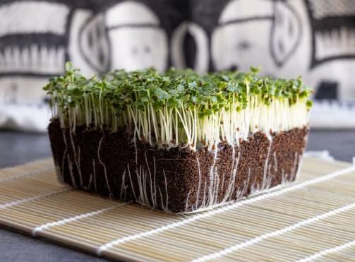HipGirl bok choy seeds microgreens pack for quick home harvest