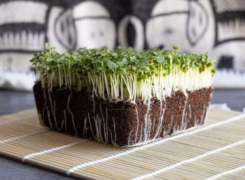 HipGirl bok choy seeds microgreens pack for quick home harvest