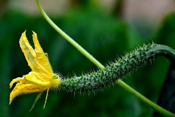 HipGirl Chinese Long cucumber seeds climbing vines ideal for trellises