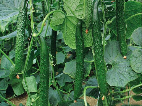 HipGirl Chinese Long cucumber seeds offer crisp, mild flavor for salads and sandwiches