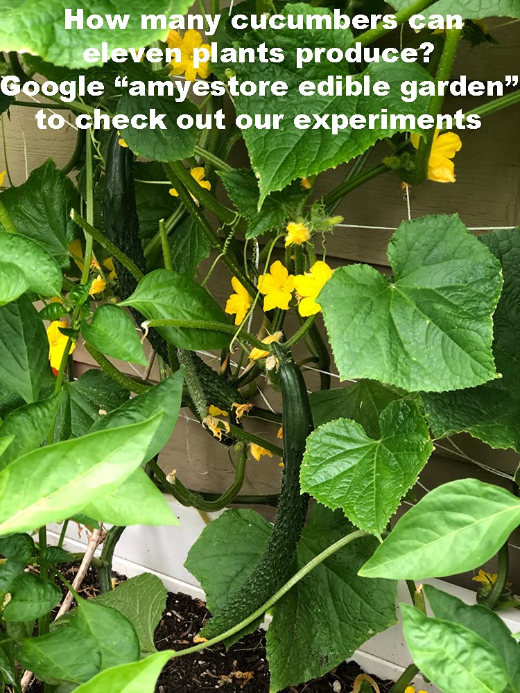 HipGirl Chinese Long cucumber seeds thrive in containers and open beds alike