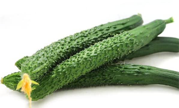 HipGirl Chinese Long cucumber seeds yield long fruit ready for fresh slicing