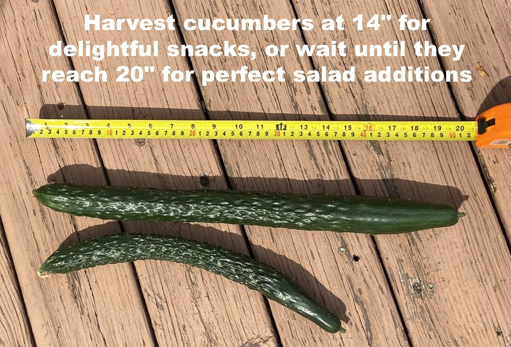 HipGirl Chinese Long cucumber seeds are non-GMO, suitable for home gardens