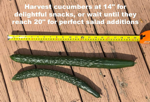 HipGirl Chinese Long cucumber seeds are non-GMO, suitable for home gardens