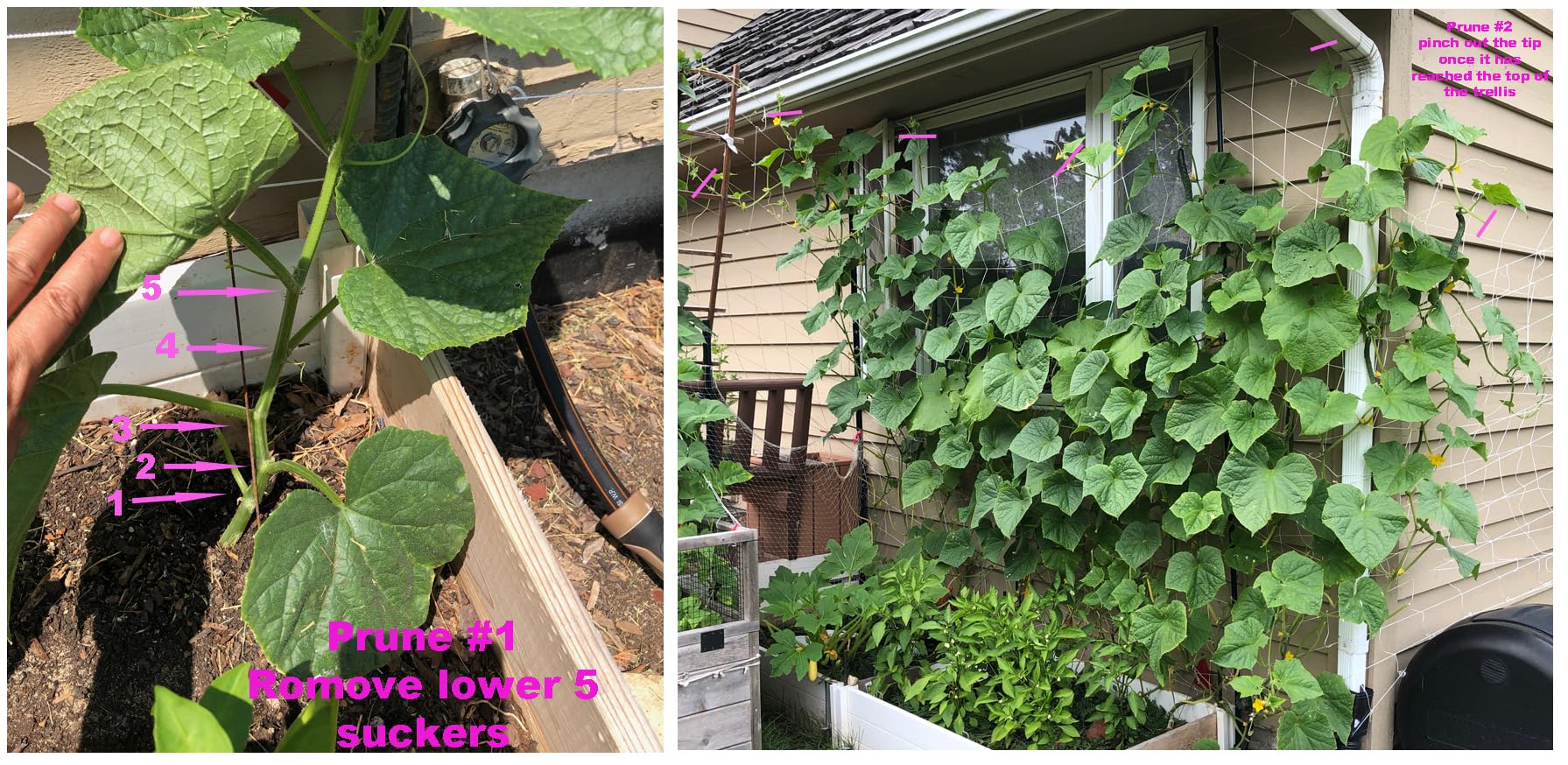 HipGirl Chinese Long cucumber seeds are versatile for pickling and fresh eating