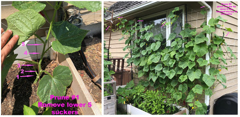 HipGirl Chinese Long cucumber seeds are versatile for pickling and fresh eating