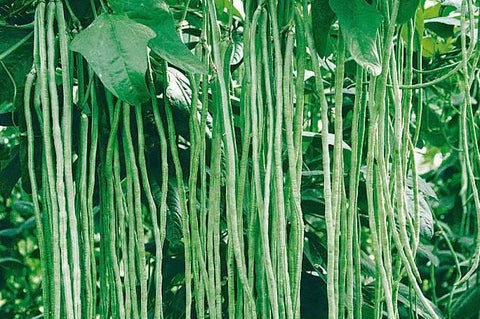 HipGirl garden bed with stakes and beans ready to climb