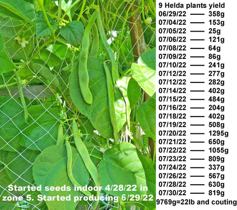 HipGirl Helda climbing beans thrive on trellises, delivering high yields through the season.