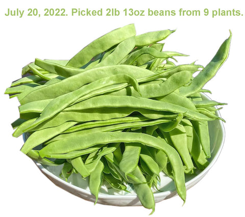 HipGirl Helda beans suit patios, raised beds, or container trellises.
