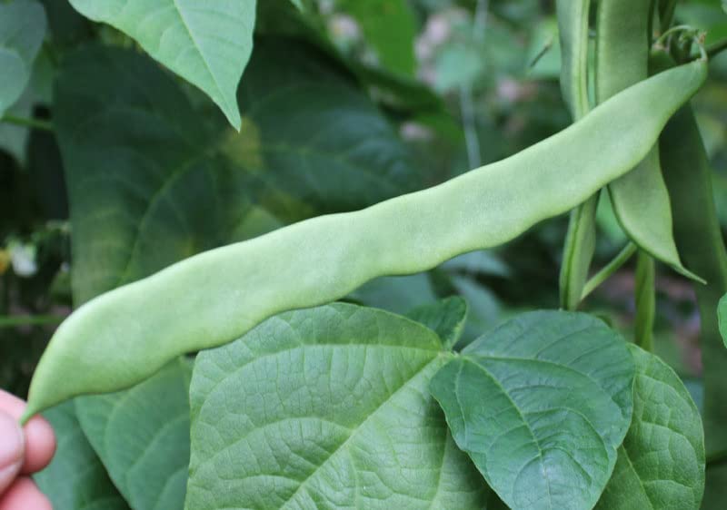 HipGirl Helda pole bean seeds ready to plant for a productive home garden harvest.
