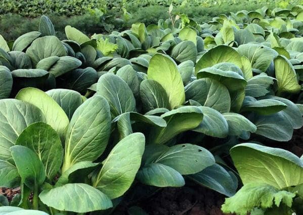 HipGirl bok choy seeds in container garden setup for small spaces