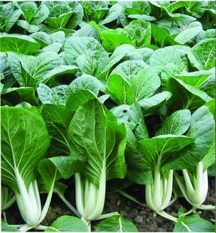 HipGirl pak choi seeds suitable for hydroponic growing