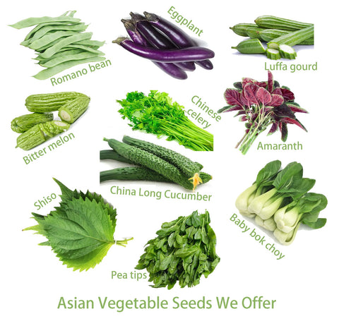 HipGirl warm-soil setup supports strong sprouts and vigorous growth.
