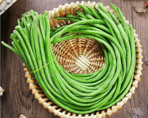 HipGirl yardlong bean pods on vine ready to harvest for fresh meals